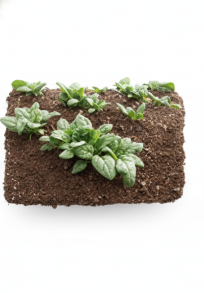 Acadia Organic Spinach