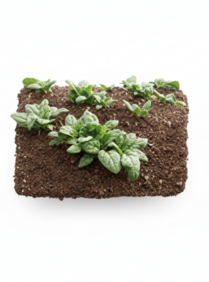 Acadia Organic Spinach