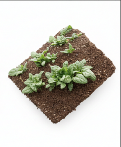 Acadia Organic Spinach