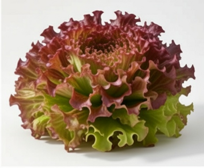 Batavia Buena Di Parigi Lettuce