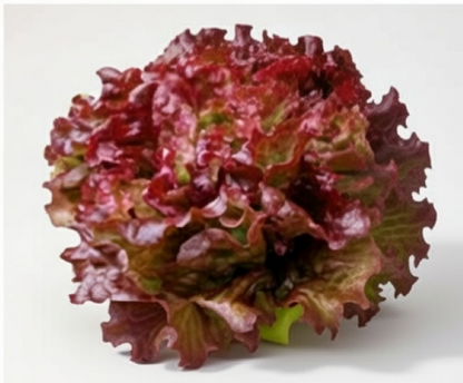 Batavia Buena Di Parigi Lettuce