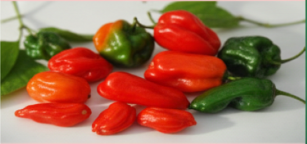 Bhut Jolokia