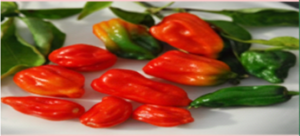 Bhut Jolokia