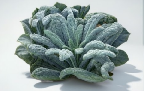 Black Magic Organic Lacinato Kale