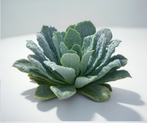 Black Magic Organic Lacinato Kale