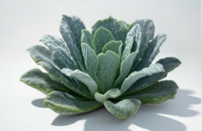 Black Magic Organic Lacinato Kale