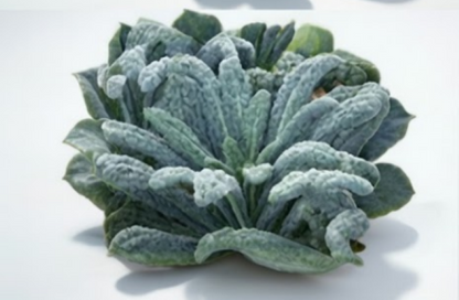 Black Magic Organic Lacinato Kale