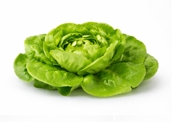 Butterhead Lettuce