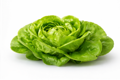 Butterhead Lettuce