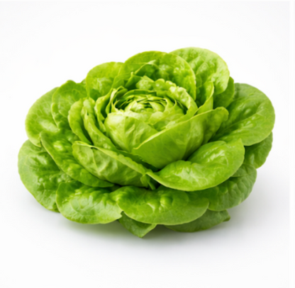 Butterhead Lettuce