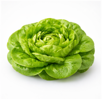 Butterhead Lettuce
