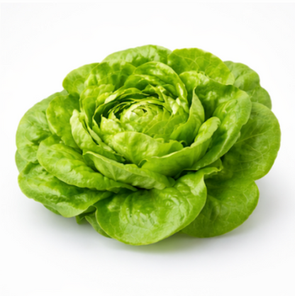 Butterhead Lettuce