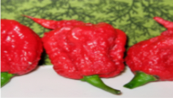 Carolina Reaper