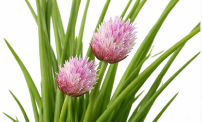 Chives
