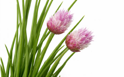 Chives