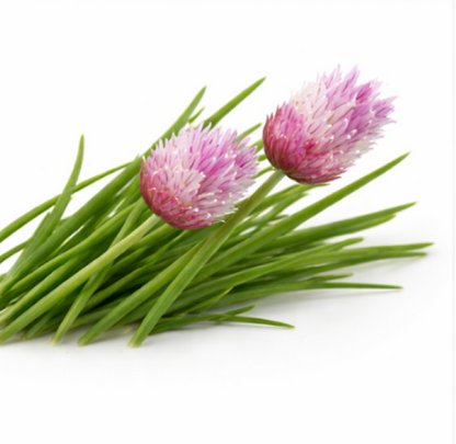 Chives