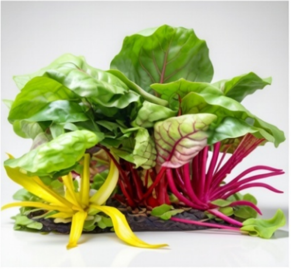 السلق السويسري الملون