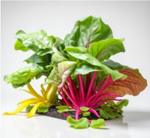 السلق السويسري الملون