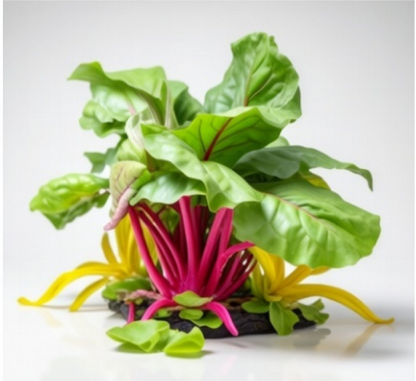 السلق السويسري الملون