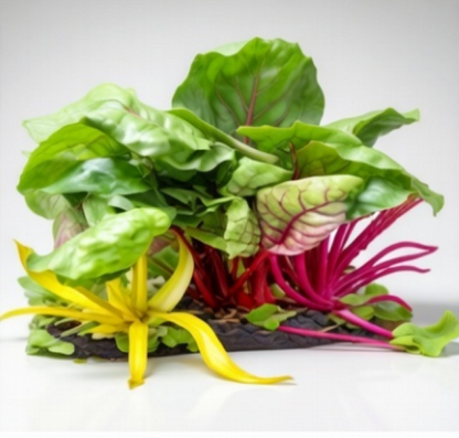 السلق السويسري الملون