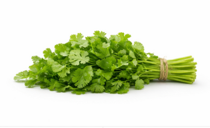 Coriander