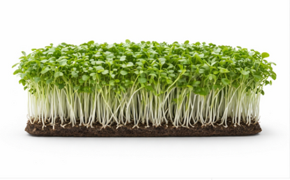 Cress