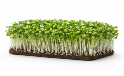 Cress