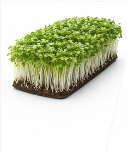 Cress