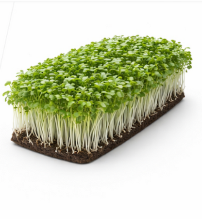 Cress