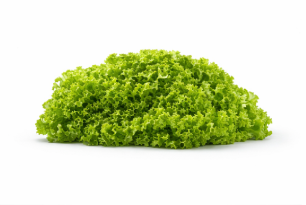 Crystal Lettuce Winter Salad