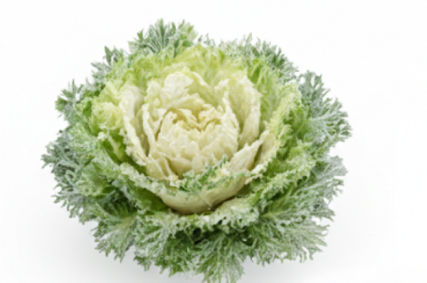 Crystal Winter Salad