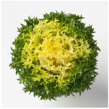 Curlesi-Organic-Pelleted-Endive