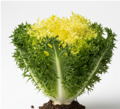 Curlesi-Organic-Pelleted-Endive