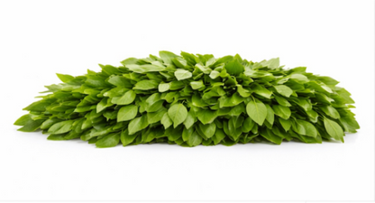 Curry Leaves