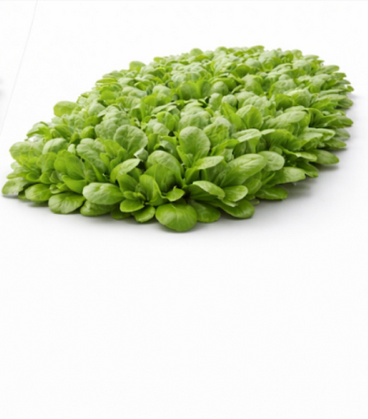 Flowering Cabbage