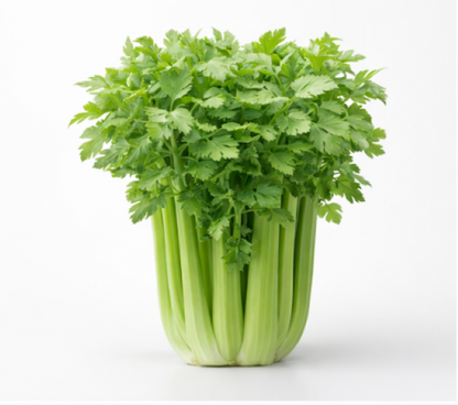 Giant Winter Spinach