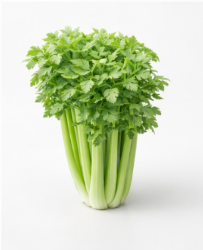 Giant Winter Spinach