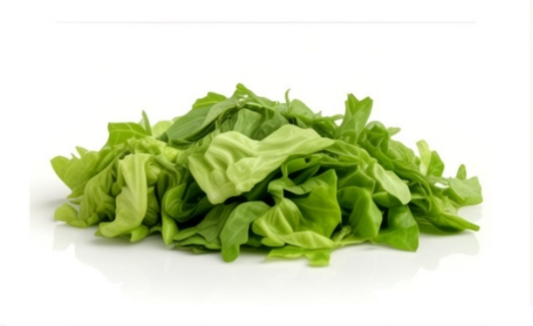 Great Lakes Lettuce