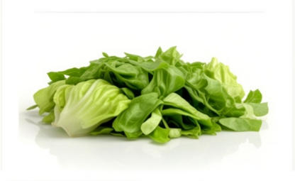 Great Lakes Lettuce