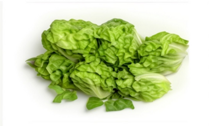 Great Lakes Lettuce