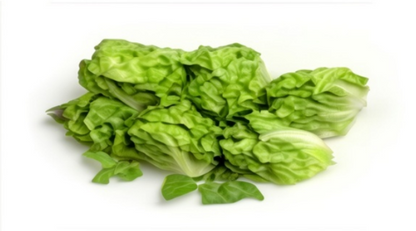 Great Lakes Lettuce