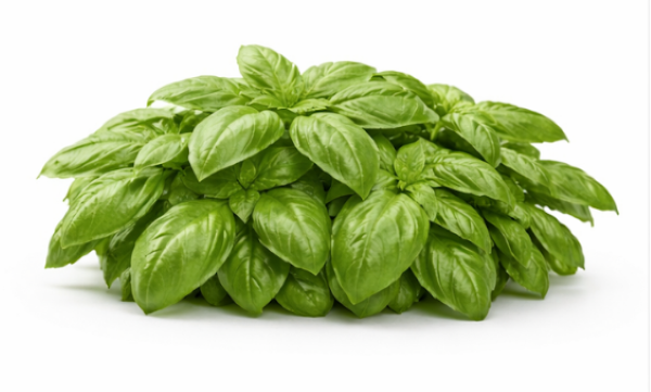 Greek Basil Ocimum Basilicum Red