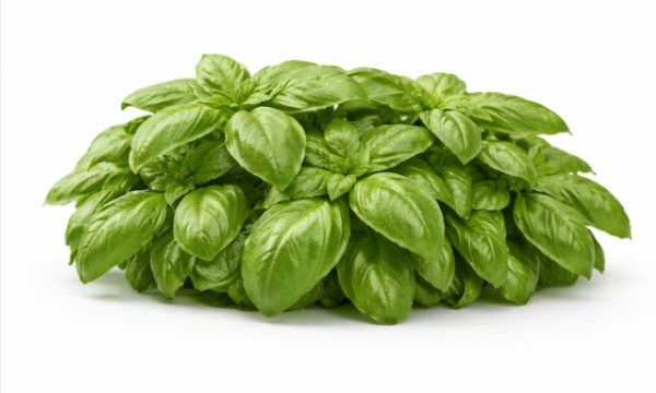 Greek Basil Ocimum Basilicum Red