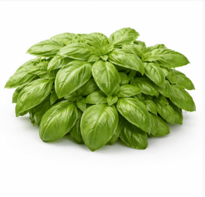 Greek Basil Ocimum Basilicum Red