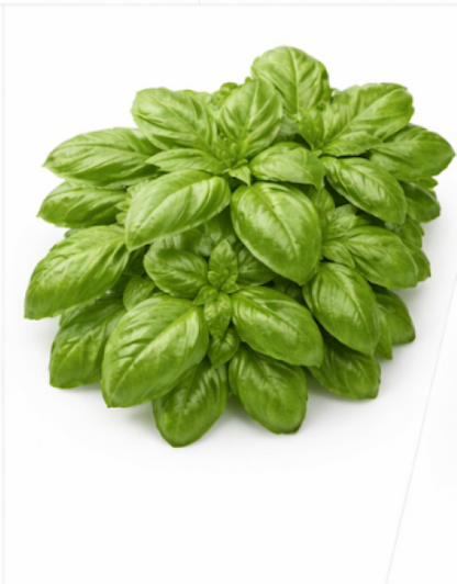 Greek Basil Ocimum Basilicum Red