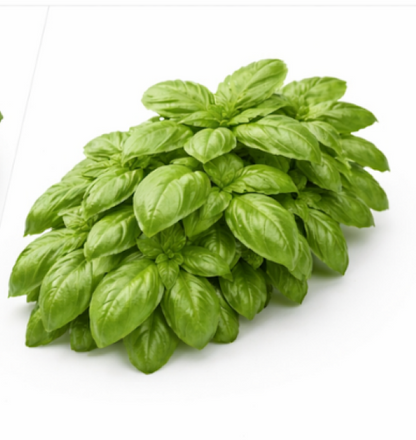 Greek Basil Ocimum Basilicum Red