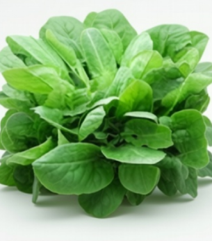Green Sorrel