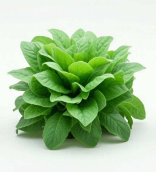 Green Sorrel