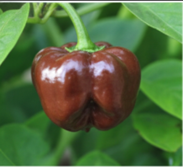 Habaner Chocolate Brown