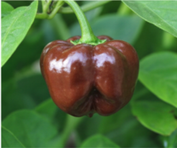 Habaner Chocolate Brown